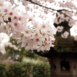 Les cerisiers au parc Ueno © Aventure Japon Les cerisiers au parc Ueno © Aventure Japon