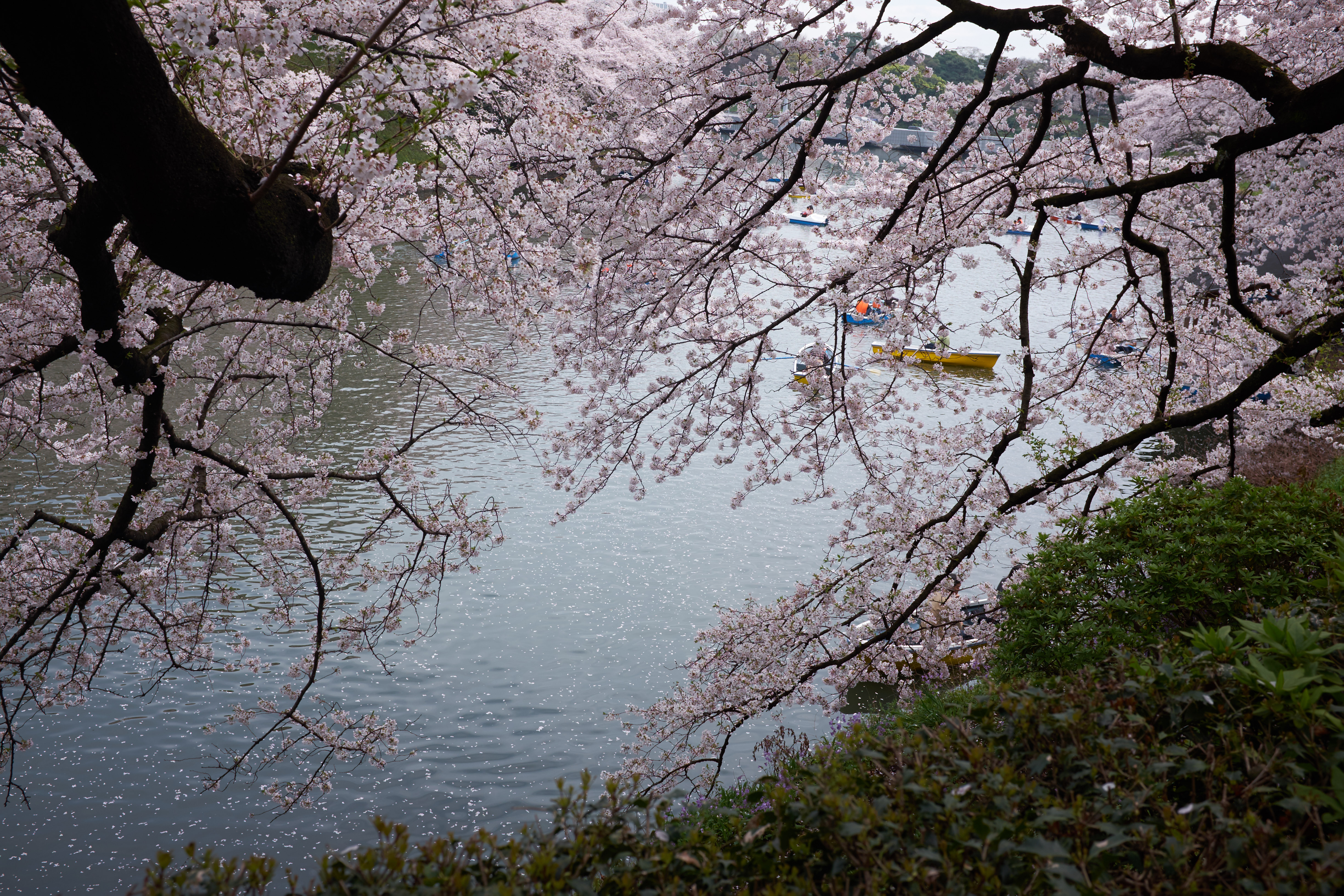 Les cerisiers en fleur de l'allée Chidorigafuchi © Aventure Japon 2016