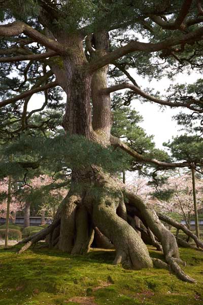 Un autre arbre remarquable du jardin : le neagari-matsu 根上松 © Aventure Japon 2016