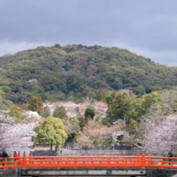Les cerisiers en fleurs sur les bords du fleuve Uji-gawa 宇治川 dans la ville d'Uji 宇治市 © Aventure Japon Les cerisiers en fleurs sur les bords du fleuve Uji-gawa 宇治川 dans la ville d'Uji 宇治市 © Aventure Japon