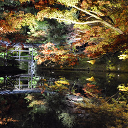 Les illuminations des feuilles d'automne, kôyô no light up 紅葉ライトアップ du temple Kôdaiji 高台寺 © Aventure Japon Les illuminations des feuilles d'automne, kôyô no light up 紅葉ライトアップ du temple Kôdaiji 高台寺 © Aventure Japon
