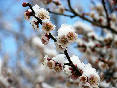 Les fleurs de cerisiers, sakura 桜, sous la neige lorsque l’hiver joue les prolongations, yokan 余寒