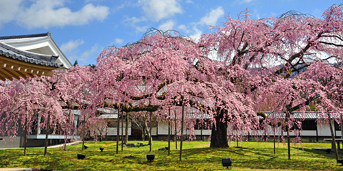 Cerisier en fleur au temple Daigo-ji 醍醐寺 © Temple Daigo-ji 醍醐寺 