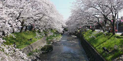 Les cerisiers en fleurs le long du fleuve Gojô-gawa 五条川 © Wikipédia Japon
