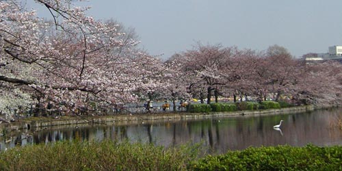 Le parc Ueno, Ueno kôen 上野公園 © Aventure Japon