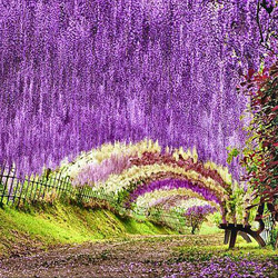 Le jardin Kawachifuji, Kawachifujien 河内藤園, situé près de Kitakyushu 北九州, abrite quelque 150 pieds de glycines de 20 espèces différentes. Source : laboiteverte