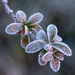 Les premières gelées, sôkô 霜降