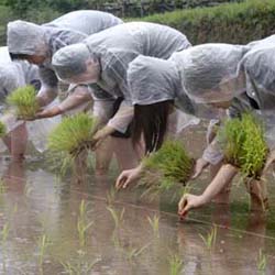 Repiquage du riz par les écoliers de l’école de Kawashima, Kawashima gakuen 川島学園 à Nagasaki © Kawashima gakuen 川島学園