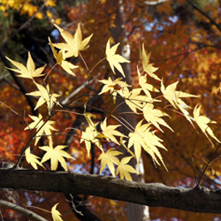 Les feuilles d'érable japonais ou Acer japonicum au Japon en automne © Aventure Japon Les feuilles d'érable japonais ou Acer japonicum au Japon en automne © Aventure Japon