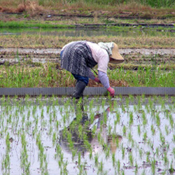 Plantation du riz dans les rizières