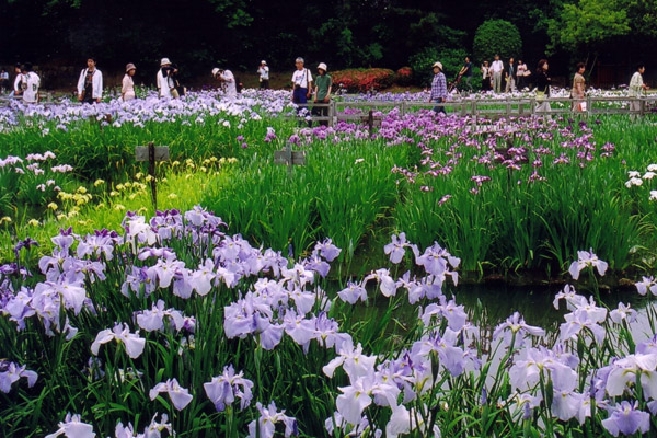 Champ d’iris japonais hanashôbu 花菖蒲 (Iris ensata) dans le jardin Yamadaike 山田池公園 de la ville d'Hirakata 枚方市, près d'Osaka © http://www.osaka-info.jp