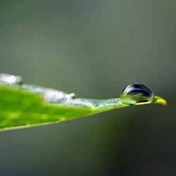 La rosée du matin © kuwa2011.exblog.jp