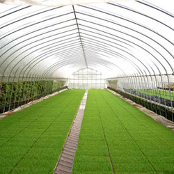 Pépinière de pousses de riz, nawashiro ou naeshiro 苗代, de M. Watanabe Kyôichi 渡部京一 © Komegin2, Koga 古河市