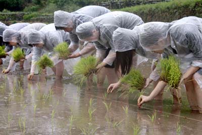 Repiquage du riz par les écoliers de l’école de Kawashima, Kawashima gakuen 川島学園 à Nagasaki © Kawashima gakuen 川島学園