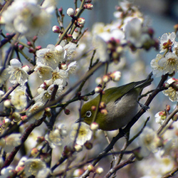 Un zostérops du Japon, mejiro メジロ, parmi les fleurs d'abricotier du Japon ou prunier, ume 梅 © Wikipédia Un zostérops du Japon, mejiro メジロ, parmi les fleurs d'abricotier du Japon ou prunier, ume 梅 © Wikipédia