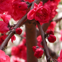 Des bourgeons d'abricotier du Japon, ume no sômoku 梅の草木