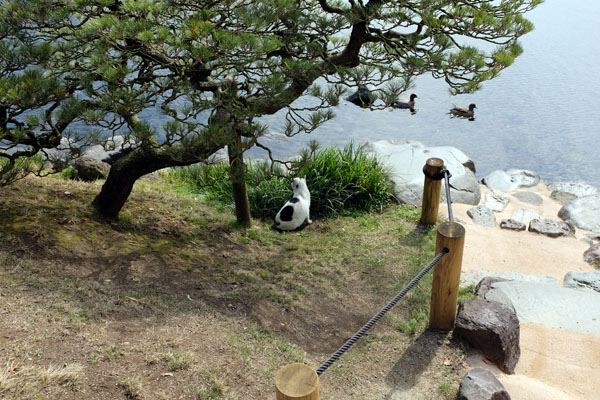 Le jardin Suizenji de Kumamoto, son chat, ses canards