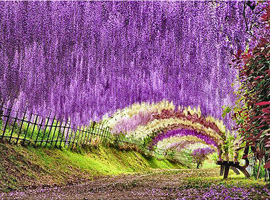 Le jardin Kawachifuji, Kawachifujien 河内藤園, situé près de Kitakyushu 北九州, abrite quelque 150 pieds de glycines de 20 espèces différentes. Source : laboiteverte