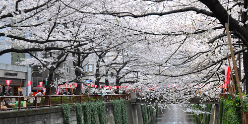 Les cerisiers 桜 le long du fleuve Meguro 目黒川 © Ville de Meguro 目黒区
