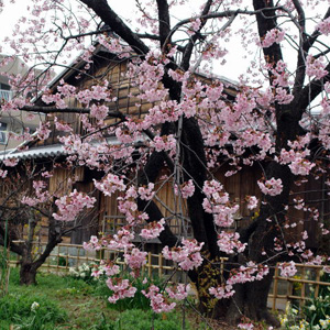 Nara no yaezakura ナラノヤエザクラ 奈良の八重桜