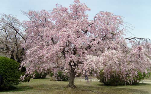 Cerisier en fleur dans le parc du château d'Himeji 姫路城 © Aventure Japon