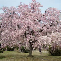 Cerisier en fleur dans le parc du château d'Himeji 姫路城 © Aventure Japon