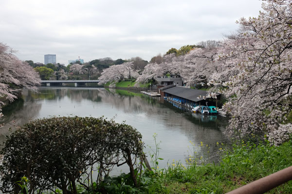 Les cerisiers du parc Chidorigafuchi 千代田区立 千鳥ヶ淵公園