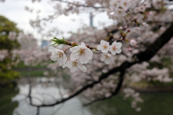 Les cerisiers du parc Chidorigafuchi 千代田区立 千鳥ヶ淵公園
