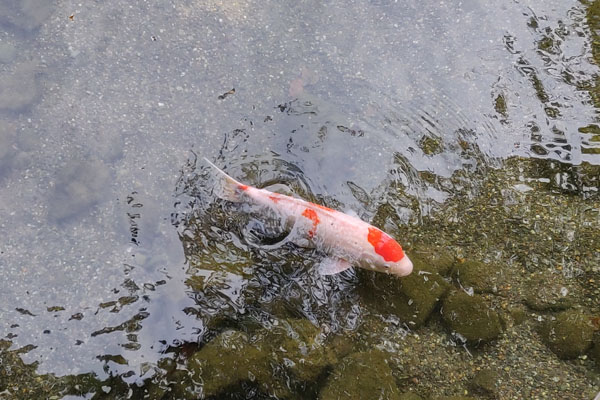 Une des carpes japonaises, une koï 鯉, les plus prisées car figure sur sa tête un rond rouge symbole du Japon