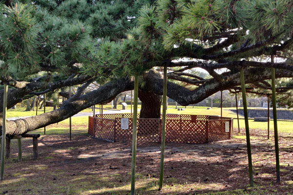 Un arbre remarquable dans l'Ishibashi Memorial Park 石橋記念公園