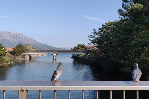 Vue sur le Sakurajima depuis le pont que l'on emprunte pour aller au Ishibashi Memorial Park 石橋記念公園