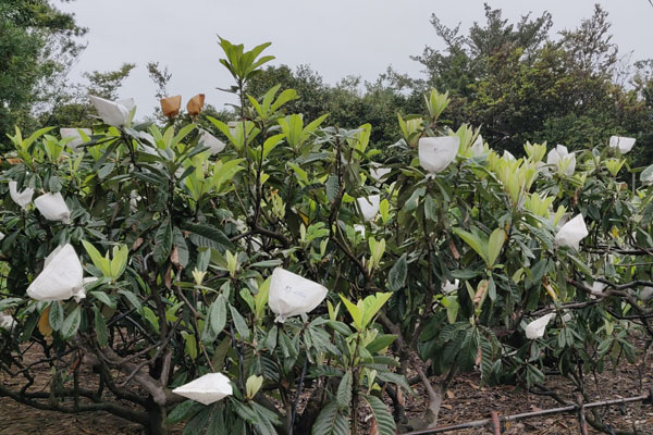 Les plantations de ko-mikan 小みかん, sorte de petites mandarines, spécialités de l'île, protégées de la cendre par de petits sachets