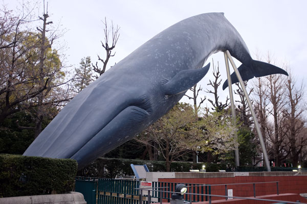 La baleine d'Ueno
