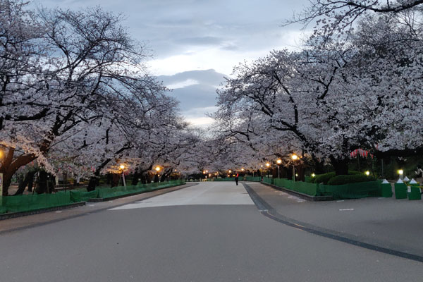 Les cerisiers d'Ueno comme vous ne les avez jamais vus