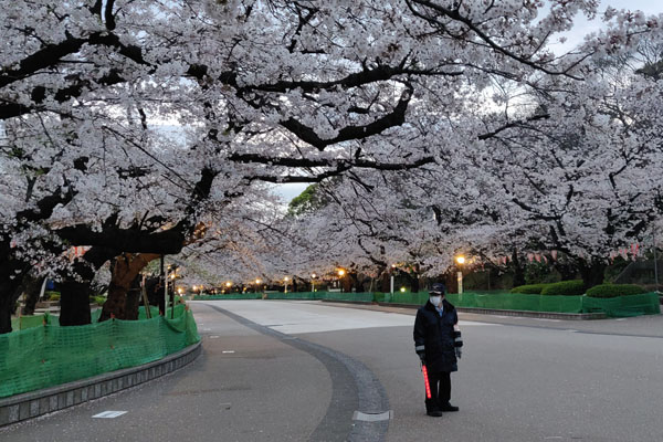 Les cerisiers d'Ueno comme vous ne les avez jamais vus