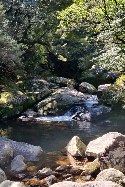 L'eau est aussi très présente dans la forêt de Yakushima
